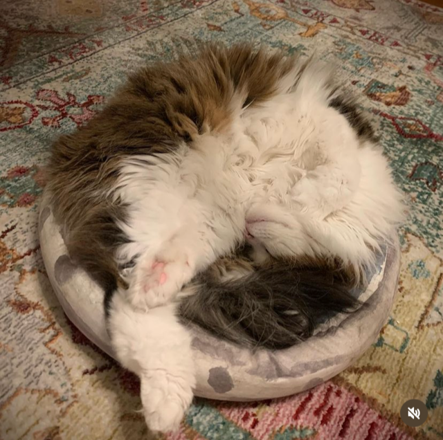 Sibirisk katt Gloria